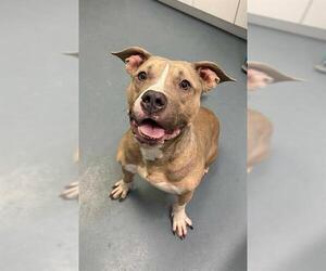 American Bulldog Dogs for adoption in London, Ontario, Canada