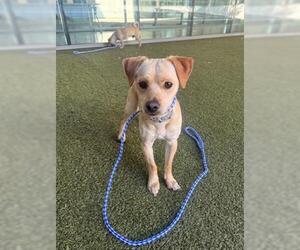 Chihuahua-Unknown Mix Dogs for adoption in San Martin, CA, USA
