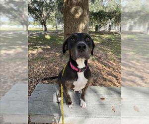 Black and Tan Coonhound-Catahoula Leopard Dog Mix Dogs for adoption in Vero Beach, FL, USA