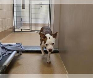 Boston Terrier-Unknown Mix Dogs for adoption in Martinez, CA, USA