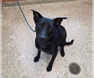 Labrador Retriever-Unknown Mix Dogs for adoption in Pueblo, CO, USA