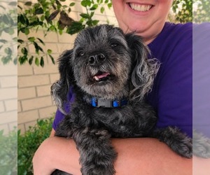 Mutt Dogs for adoption in Thomasville, NC, USA