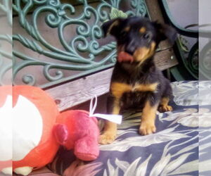 Chiweenie Dogs for adoption in Aurora, IN, USA