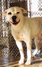 American Bulldog-Unknown Mix Dogs for adoption in DeLand, FL, USA