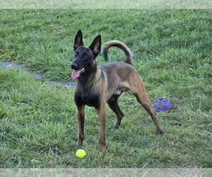Mutt Dogs for adoption in Stevens Point, WI, USA