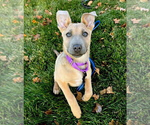 Mutt Dogs for adoption in GILBERTS, IL, USA