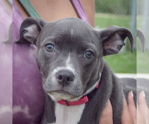 Feist Terrier-Italian Greyhound Mix Dogs for adoption in Huntley, IL, USA