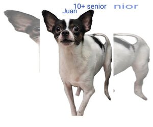 Chihuahua Dogs for adoption in Thomasville, NC, USA