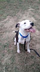 American Pit Bull Terrier-Bulldog Mix Dogs for adoption in Scituate, MA, USA
