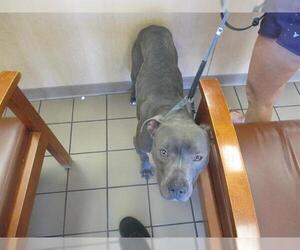 American Pit Bull Terrier Dogs for adoption in Ocala, FL, USA