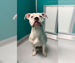 Mutt Dogs for adoption in Oklahoma City, OK, USA