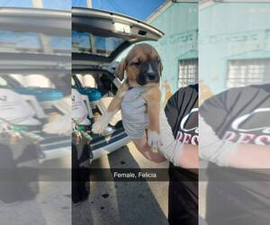 Mutt Dogs for adoption in Evansville, IN, USA