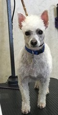Poodle (Toy) Dogs for adoption in Stockton, CA, USA