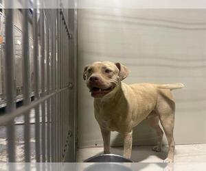 American Pit Bull Terrier Dogs for adoption in Bakersfield, CA, USA