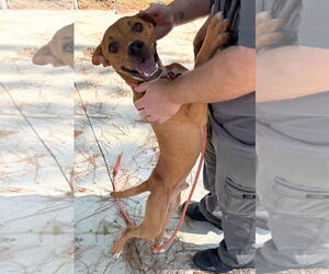 American Pit Bull Terrier-Unknown Mix Dogs for adoption in Oakhurst, NJ, USA