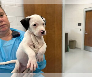 American Pit Bull Terrier-Unknown Mix Dogs for adoption in Ocala, FL, USA