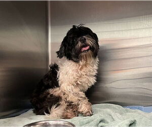 Shih Tzu-Unknown Mix Dogs for adoption in Tavares, FL, USA