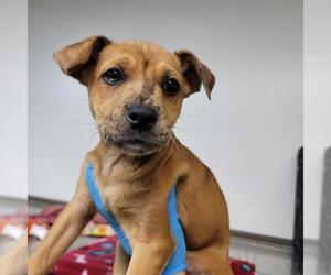 American Pit Bull Terrier-Unknown Mix Dogs for adoption in Oklahoma City, OK, USA