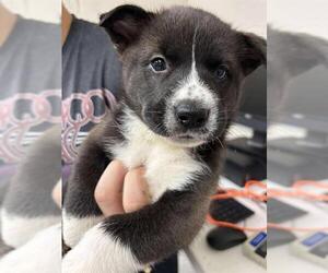 German Shepherd Dog-Unknown Mix Dogs for adoption in Pasadena, TX, USA