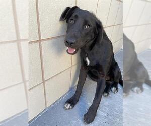 Labrador Retriever-Unknown Mix Dogs for adoption in Corpus Christi, TX, USA