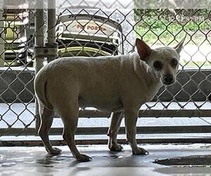Chihuahua Dogs for adoption in Ocala, FL, USA