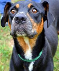 Mutt Dogs for adoption in Asheboro, NC, USA