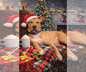 American Pit Bull Terrier-Rhodesian Ridgeback Mix Dogs for adoption in Spotsylvania, VA, USA