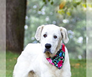 Great Pyrenees-Unknown Mix Dogs for adoption in Unionville, PA, USA