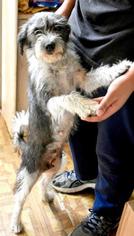 Mutt Dogs for adoption in Danbury, CT, USA