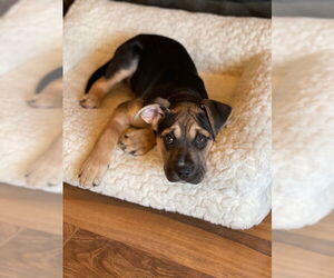 Mutt Dogs for adoption in Duluth, MN, USA