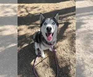 Siberian Husky Dogs for adoption in Redlands, CA, USA
