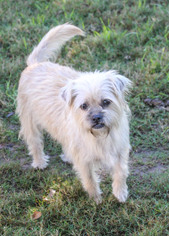 Small Brussels Griffon Mix