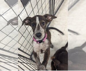 German Shorthaired Lab Dogs for adoption in Oakhurst, NJ, USA