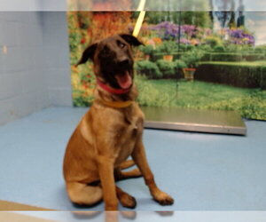 Mutt Dogs for adoption in Moreno Valley, CA, USA