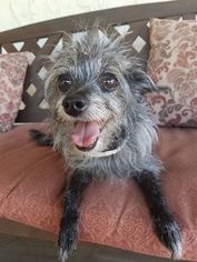 Mutt Dogs for adoption in Temecula, CA, USA