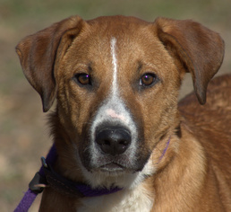 Medium Photo #1 Labrador Retriever-Unknown Mix Puppy For Sale in Sparta, TN, USA