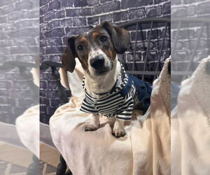 Dachshund-Unknown Mix Dogs for adoption in New London, WI, USA