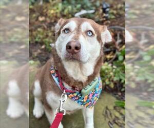 Siberian Husky Dogs for adoption in Woodland, CA, USA