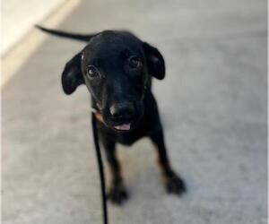 German Shepherd Dog-Unknown Mix Dogs for adoption in Texas City, TX, USA