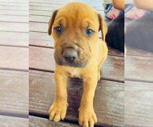 Labrador Retriever-Unknown Mix Dogs for adoption in San Antonio, TX, USA