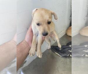 Chihuahua Dogs for adoption in Bakersfield, CA, USA