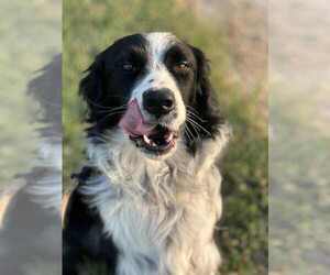 Border Collie-Unknown Mix Dogs for adoption in Evansville, IN, USA