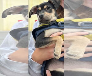 German Pinscher-Unknown Mix Dogs for adoption in NYC, NY, USA