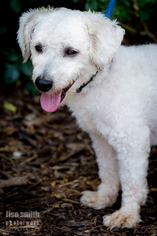 Poodle (Miniature)-Unknown Mix Dogs for adoption in Plano, TX, USA