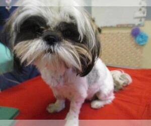 Shih Tzu Dogs for adoption in Riverside, CA, USA