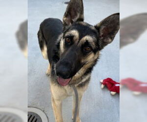 German Shepherd Dog Dogs for adoption in Salinas, CA, USA