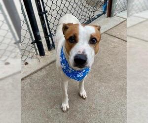 American Pit Bull Terrier-Unknown Mix Dogs for adoption in Tulsa, OK, USA