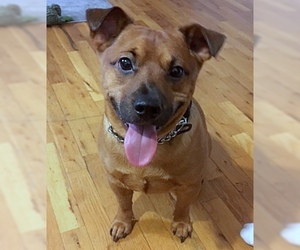 Chiweenie Dogs for adoption in Staten Island, NY, USA