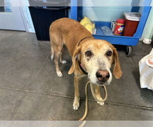 Treeing Walker Coonhound-Unknown Mix Dogs for adoption in Tavares, FL, USA