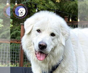 Great Pyrenees Dogs for adoption in Spring, TX, USA
